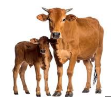 DIPLOMA IN LIVSTOCK,VETENARY& POULTRY
